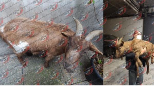 Franța. Români, prinși cu o capră pe bancheta din spate. Au fost arestați, animalul fiind cea mai mică problemă a lor