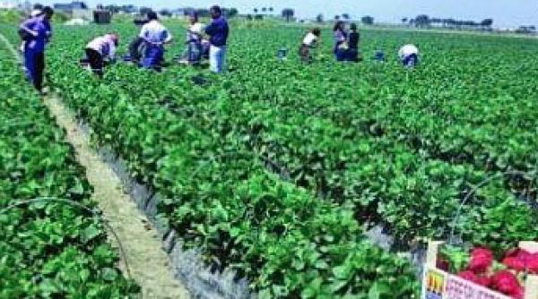 Guvernului italian cheamă migranții ilegali şi cei care lucrau până acum la negru să muncească în agricultură