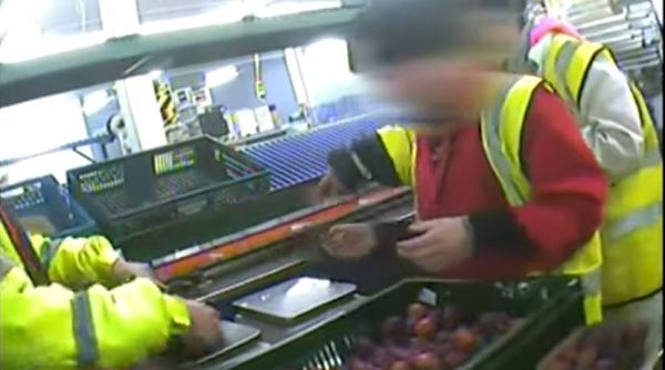 Fermierii din Anglia, amenințați cu moartea pentru aducerea muncitorilor români din agricultură