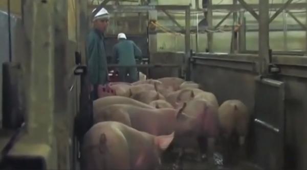 Muncitor român în Germania: „Au fost testate 250 de persoane, din care 90 aveau coronavirus și veneau la lucru”