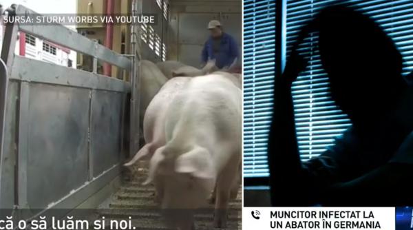 Germania. Român de la abator spune cum s-a răspândit COVID-19 printre ei: „Poliția l-a dus la spital!” 
