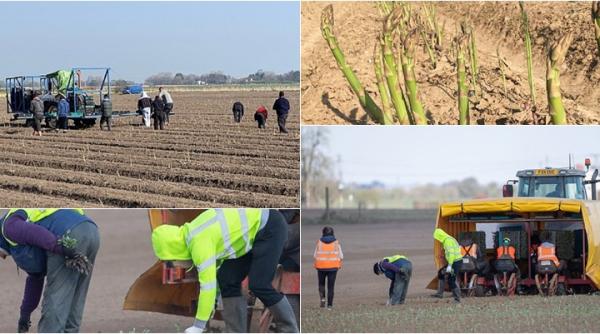 Anglia. Fermierii trec printr-un „coșmar” cu muncitorii britanici, angajați în lipsa românilor: „Nu aveau să reziste niciodată”