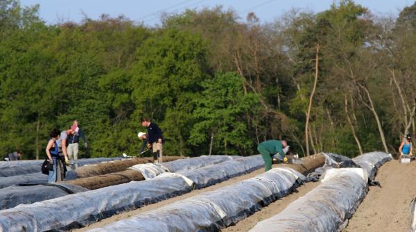 Germania. Nemții se plâng după ce muncitorii români nu au mai ajuns: „Toate oasele mă dor”