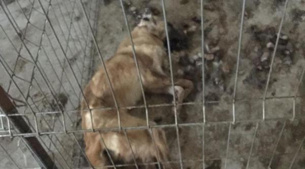 186 de câini adoptați online în perioada 1 aprilie - 15 mai 