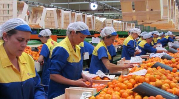 Primii sezonieri din ROMÂNIA au ajuns în SPANIA. Vor mai ajunge încă 500