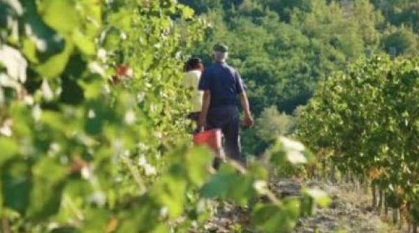 Italia. Şapte muncitori ROMÂNI, exploatați de angajator. Lucrau ILEGAL pentru patronul italian