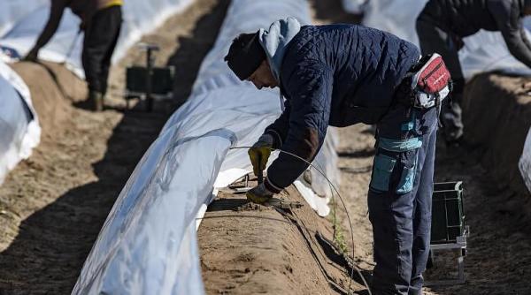 Germania. MAE confirmă: Muncitor român la o fermă din Bavaria, infectat cu COVID-19 