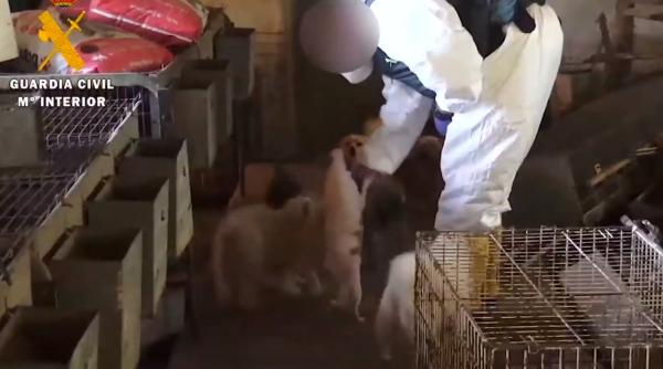 Spania. Româncă acuzată de torturarea a peste 500 de câini de rasă: Au găsit și cadavre arse