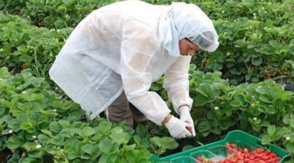 Spania. Liderii patronatelor agricole din Andaluzia, despre sezonierii ROMÂNI: "Sunt ESENŢIALI pentru economia spaniolă"