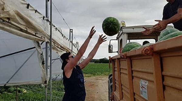 Italia. Explozie de cereri de muncă la ferme: „Nimeni nu a răspuns la anunț în anii trecuți”