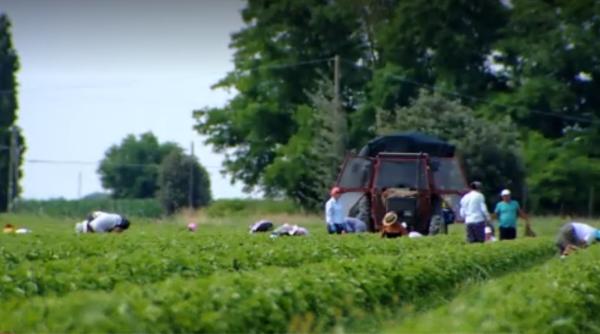 Măsura neașteptată luată de Italia, în lipsa muncitorilor români