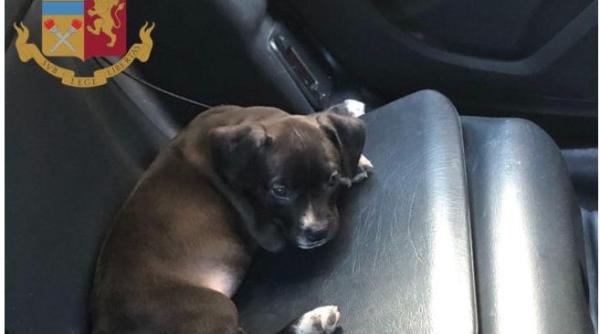 Italia. Căţel salvat de carabinierii din mânile unui ROMÂN violent