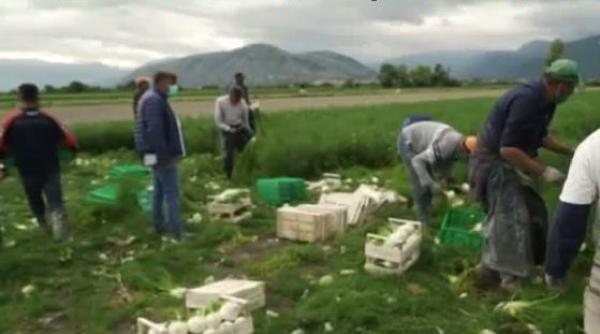 Italia: Criză majoră de mână de lucru în agricultură. Fermierii sunt disperaţi 