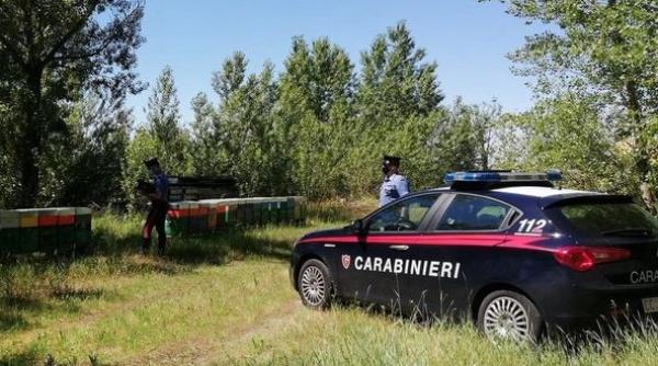 Italia. Cel mai dulce furt. Patru români, acuzaţi de trafic ilicit cu stupi şi albine