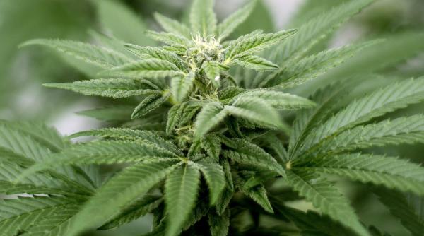 Plantație de cannabis, descoperită într-o locuință din județul Giurgiu