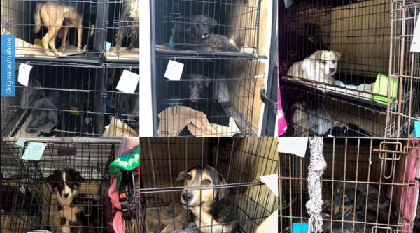 Germania. Români, prinși cu 31 de câini înghesuiți într-un Mercedes. Animalele "sufereau cumplit"