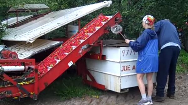 Franța. Muncitorii români refuză să își înștiințeze angajatorul că au simptome de Covid-19: „Poate fi un masacru”