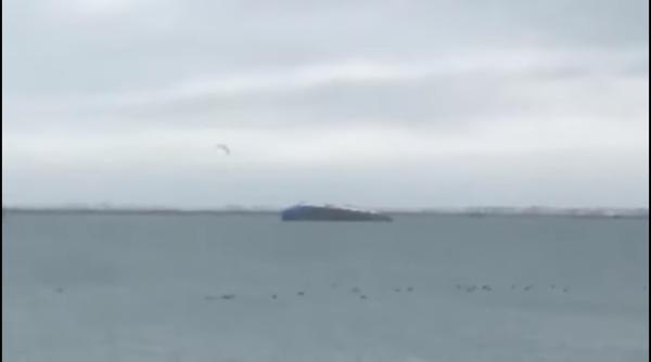 Parlamentul a adoptat o lege nouă prin care lasă animalele exportate să se sufoce la călduri de peste 35 grade Celsius