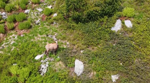 Imagine superbă în România: capră neagră în mijocul bujorilor de munte înflorți