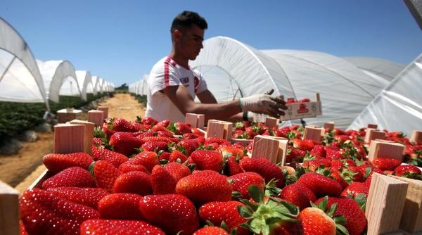 Estonia, decizie în plin "RĂZBOI al CĂPŞUNELOR": Este forţată să primească SEZONIERI din afara UE