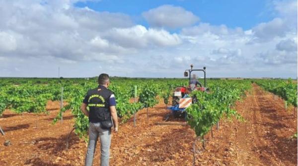 Sezonieri ROMÂNI. Ministerul Muncii SALUTĂ Liniile Directoare UE. Ce drepturi vor avea muncitorii români