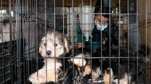 Spania. Sute de câini, în condiţii precare, într-o fermă ilegală, deţinută de o româncă