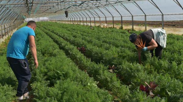 Calvarul românilor în ferme din Spania, Franţa sau Germania, descris într-o amplă anchetă jurnalistică: „Bine aţi venit în iad”