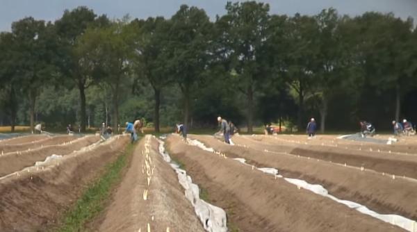 Germania. Fermă cu muncitori ROMÂNI, plasată în CARANTINĂ, în Dingolfing-Landau (MAE)