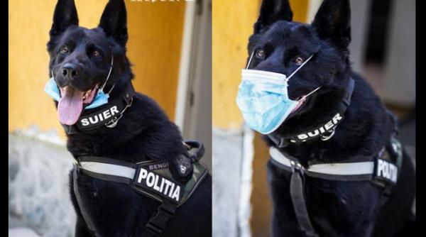 MAI, postare virală pe Facebook cu câinele poliţist Şuier