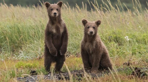 Scenă șocantă în România: A dat intenționat cu mașina peste o ursoaică și puii ei
