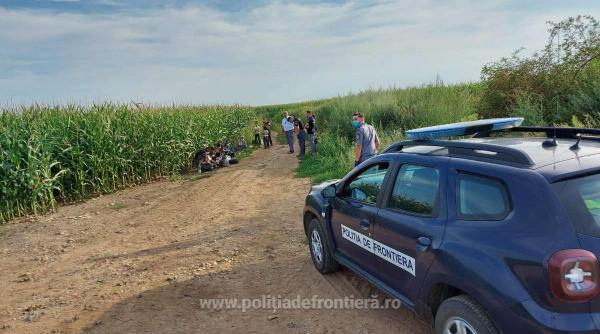 Migranți prinși când se pregăteau să fugă în Ungaria: Se ascundeau într-un lan de porumb
