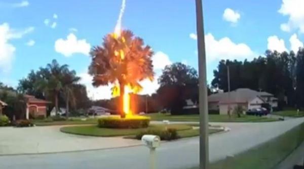 Fenomen surprinzător. Copac lovit de trăsnet pe vreme senină