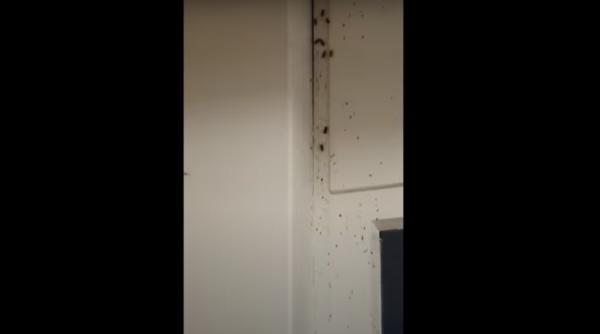 Germania. Condiţiile MIZERE în care a fost pusă în carantină o familie de ROMÂNI cu cinci copii. Imagini VIDEO cu invazia de gândaci din cameră şi mucegaiul de pe pereţi