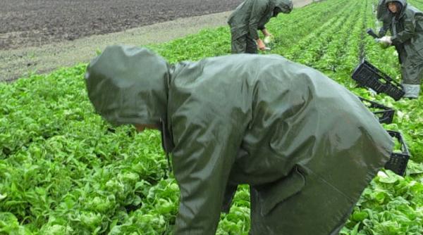 Germania. Sute de muncitori români, exploataţi: „Le-au reținut buletinele să nu se poată întoarce în România”