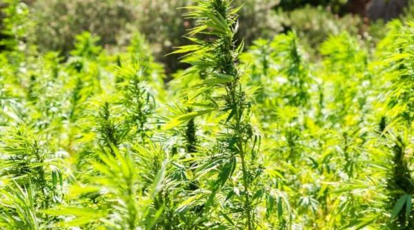 Italia. Plantaţie de canabis de peste 9 milioane de euro, descoperită de poliţişti. Cultura, păzită de un român