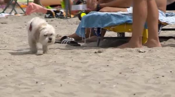 Românii care merg cu animalele la plajă riscă amenzi uriașe