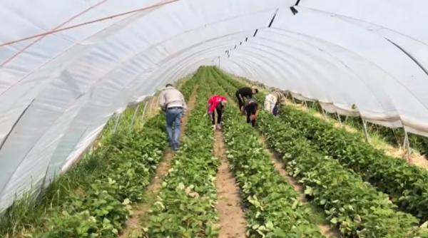 Italia. Fermă agricolă, focar de COVID-19. Şase români, infectaţi cu noul coronavirus. Alţi, 27 sunt în carantină