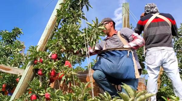 Britanicii sunt disperați. Riscă să rămână cu recoltele pe câmp: „Johnson îi alungă pe străini, iar englezii nu pot face munca asta grea”