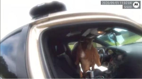 Un poliţist s-a trezit cu o capră în maşina de poliţie, care i-a mâncat documentele - VIDEO