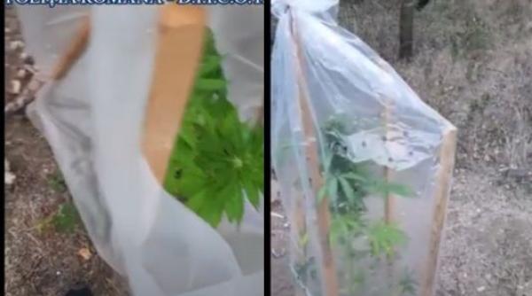 Cultură de canabis descoperită în pădure. Traficanţi români de droguri, prinşi cu focuri de armă