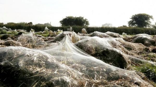 Descoperire înfiorătoare. Ce a găsit o femeie în timp ce-și plimba câinele: „M-am speriat, erau peste tot”