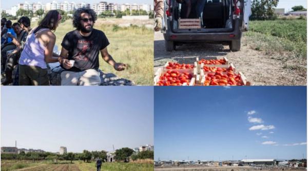 Italia. Români, exploataţi ca-n evul mediu, pe câmpurile de tomate: „Am o hernie, dar medicii mă tratează cu analgezic" 