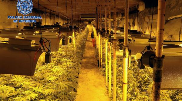 Spania. Patru români au creat pe sub pământ cea mai mare plantaţie de canabis văzută vreodată de poliţia spaniolă
