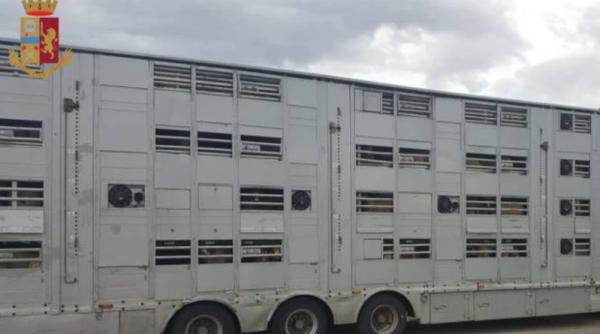 Italia. Amendă URIAȘĂ pentru un român care transporta capre. Carabinierii au fost șocați când au deschis ușa camionului
