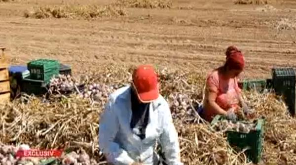 Spania. Ambasada României, MESAJ pentru românii care lucrează în agricultură