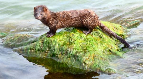 Danemarca sacrifică toate nurcile. O mutație a coronavirusului afectează animalele