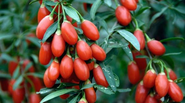 Idei pentru românii care se întorc în ţară: plantaţii de Goji