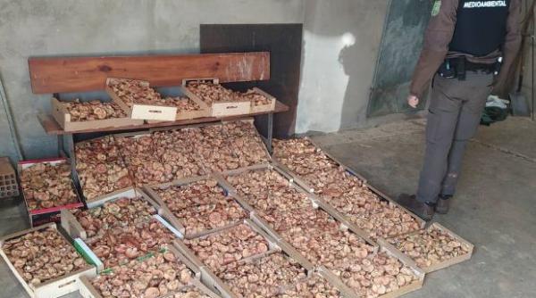 Spania. Români, reţinuţi de poliţişti. Aveau maşina burduşită cu ciuperci