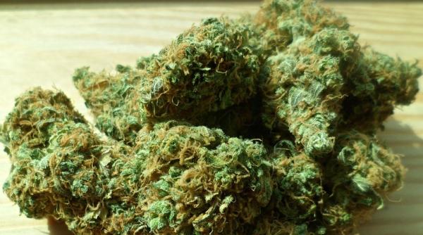 Premierul Macedoniei de Nord vrea să legalizeze marijuana