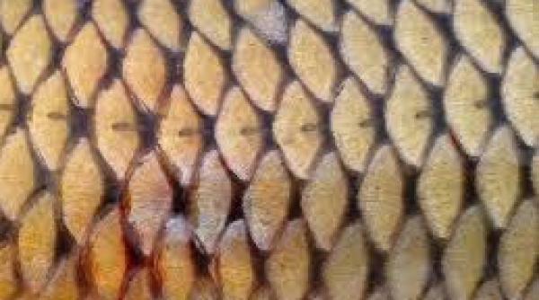 Cercetătorii români vor să distrugă virusul SARS CoV-2 cu solzi de pește